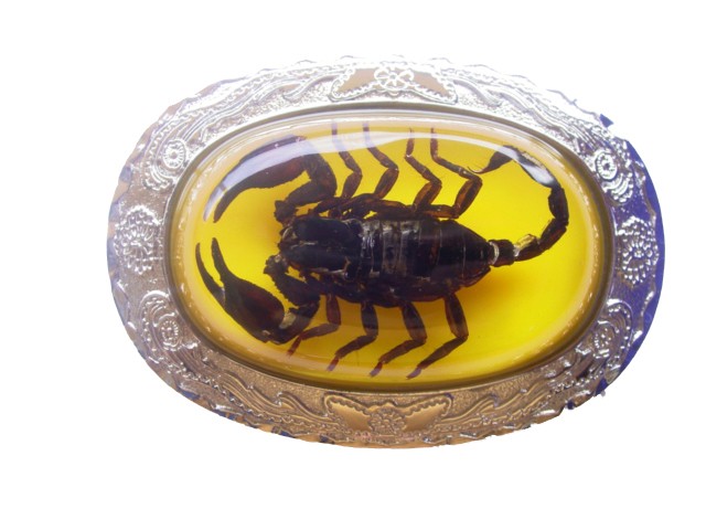 Real Scorpion Belt Buckle