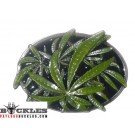 Marijuana POT WEED Belt Buckle